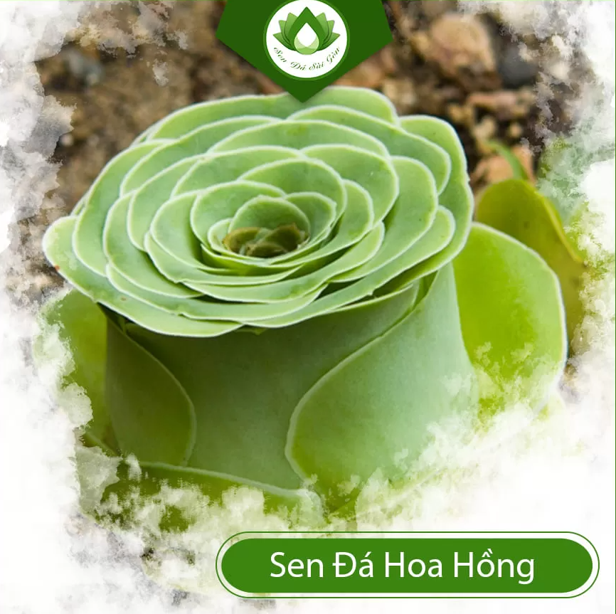 Sen đá hoa hồng